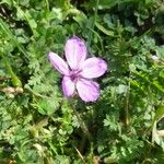 Erodium acaule Flor