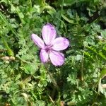 Erodium acaule Flower