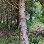 Abies cephalonica Bark