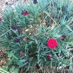 Dianthus caryophyllusBloem