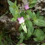 Oenothera rosea Blatt