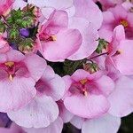 Diascia rigescens Květ