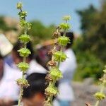 Ocimum americanum Blüte