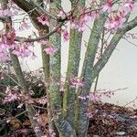 Prunus × subhirtella Кара