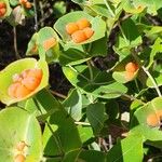 Lonicera implexaКветка