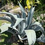 Agave shaferi Blad