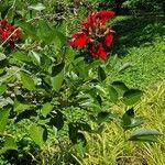 Erythrina fusca Flor