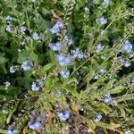 Myosotis arvensis Fleur