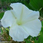 Ipomoea murucoides Flor