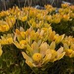 Leucadendron strobilinumBlüte