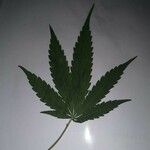 Cannabis sativa Leaf