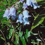 Campanula barbata Flor