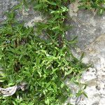 Plocama calabrica Leaf