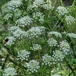 Peucedanum cervaria Hábito