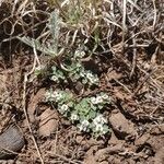 Euphorbia albomarginata Квітка