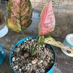 Caladium bicolor葉