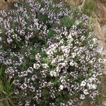 Thymus algeriensis Habit