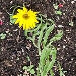 Helianthus maximiliani Flower