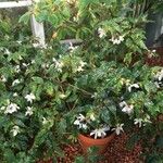 Begonia acutifolia Συνήθη χαρακτηριστικά