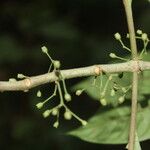 Hoffmannia nicotianifolia Fruit