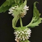 Leucas deflexa Fleur
