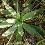 Plantago serraria Habitat