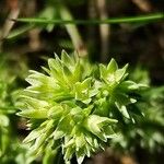 Scleranthus annuusFlower