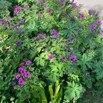 Geranium psilostemon ശീലം