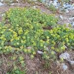 Crithmum maritimum 整株植物