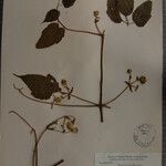 Clematis buchananiana Altres