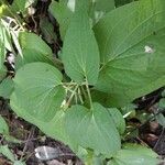Saururus cernuus Blad