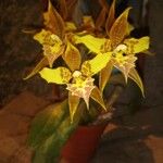 Rhynchostele maculata Kvet