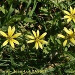 Arctotheca calendula Staniste