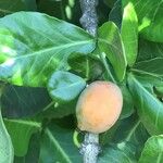 Garcinia livingstonei 果實