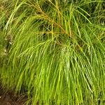 Acacia cognata Fuelha