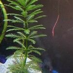 Myriophyllum aquaticum Лист