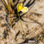 Utricularia gibba Hábitos