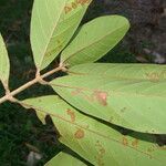 Guarea gentryi Leaf