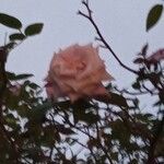 Rosa abietina 花