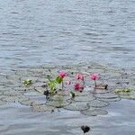 Nymphaea rubra Fiore