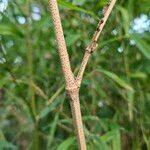 Phyllostachys aurea چھال