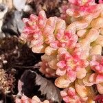 Sedum rubens Blatt