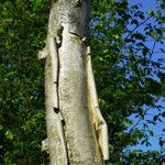 Betula ermanii Corteccia