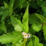 Melochia corchorifolia Flower