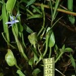 Heteranthera limosa Otro