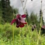 Aquilegia alpina Blomma