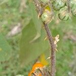 Solanum villosum फल