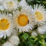 Helichrysum chionoides പുഷ്പം