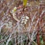 Rubus thibetanus Hoja