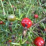 Chironia baccifera Frukt
